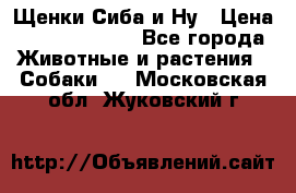 Щенки Сиба и Ну › Цена ­ 35000-85000 - Все города Животные и растения » Собаки   . Московская обл.,Жуковский г.